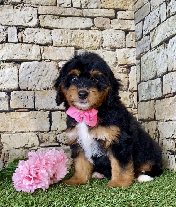 Ms. Misty the Mini-Bernedoodle - Image 4