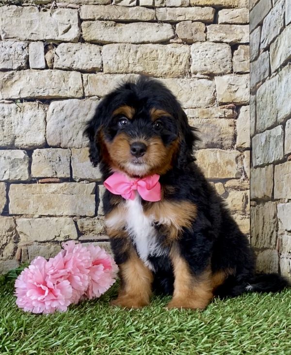 Ms. Misty the Mini-Bernedoodle - Image 5