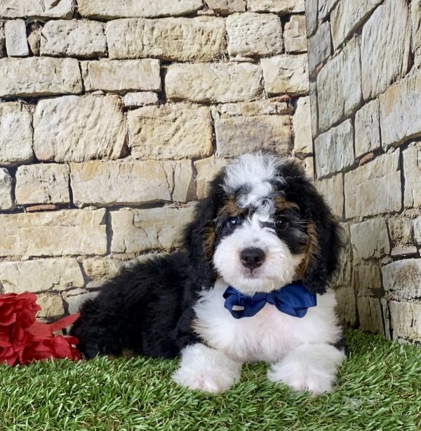Mr. Moon the Mini-Bernedoodle - Image 2