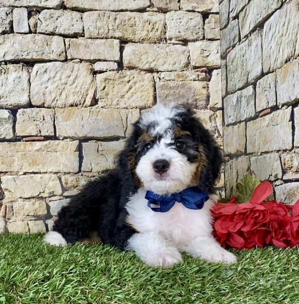 Mr. Moon the Mini-Bernedoodle - Image 3