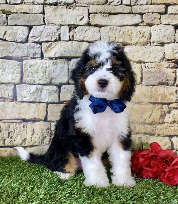 Mr. Moon the Mini-Bernedoodle - Image 4