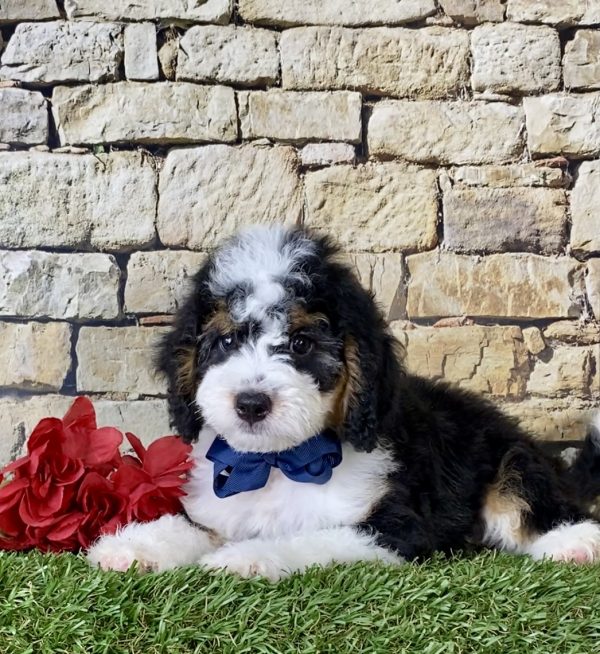 Mr. Moon the Mini-Bernedoodle - Image 5
