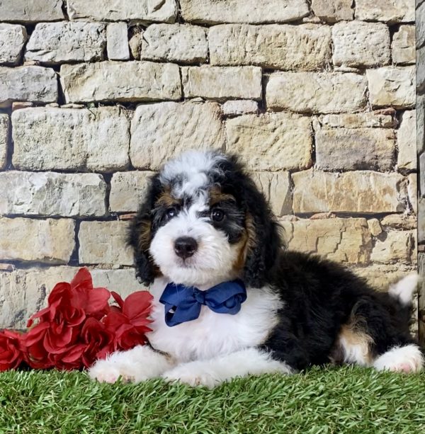 Mr. Moon the Mini-Bernedoodle - Image 6
