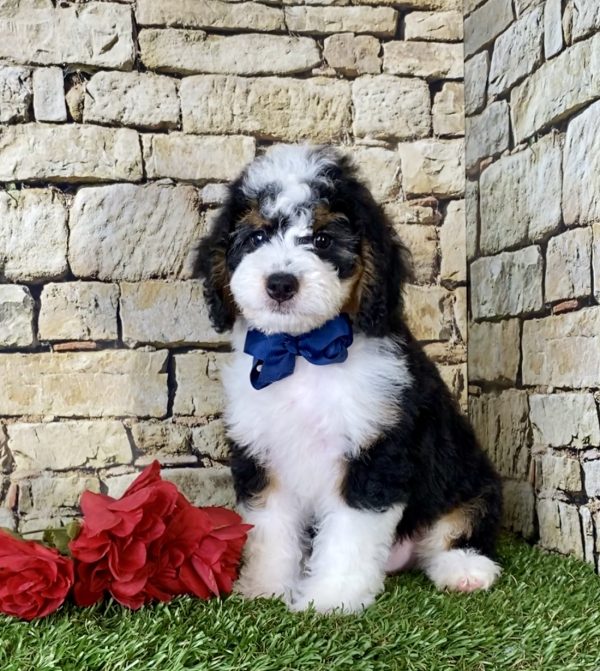 Mr. Moon the Mini-Bernedoodle