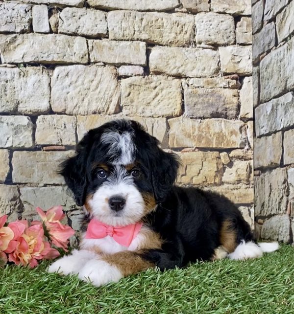 Ms. Oprah the Mini-Bernedoodle - Image 5