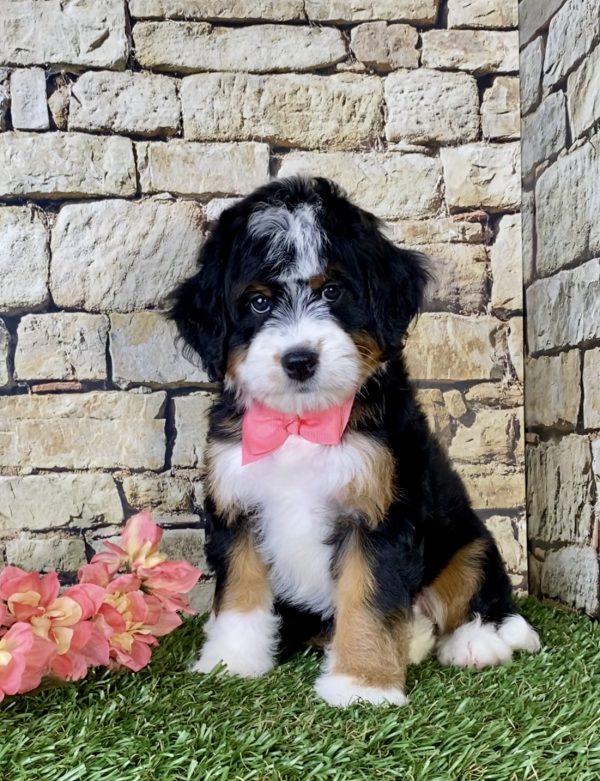 Ms. Oprah the Mini-Bernedoodle - Image 4
