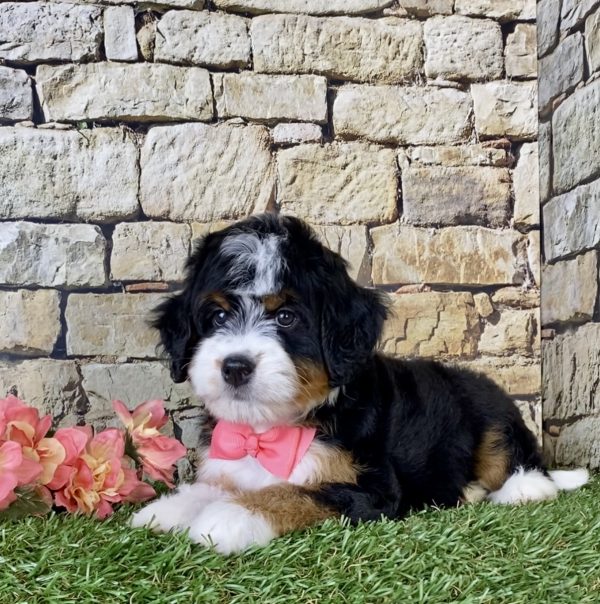 Ms. Oprah the Mini-Bernedoodle - Image 2