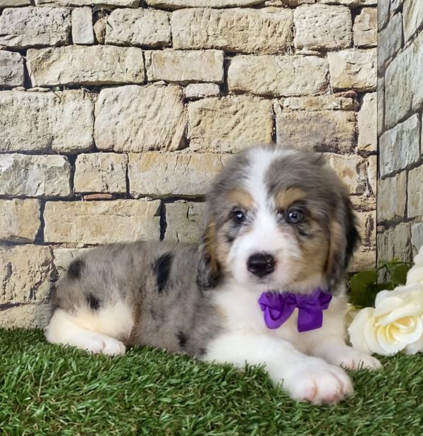 Ms. Pearl the Mini-Bernedoodle - Image 4