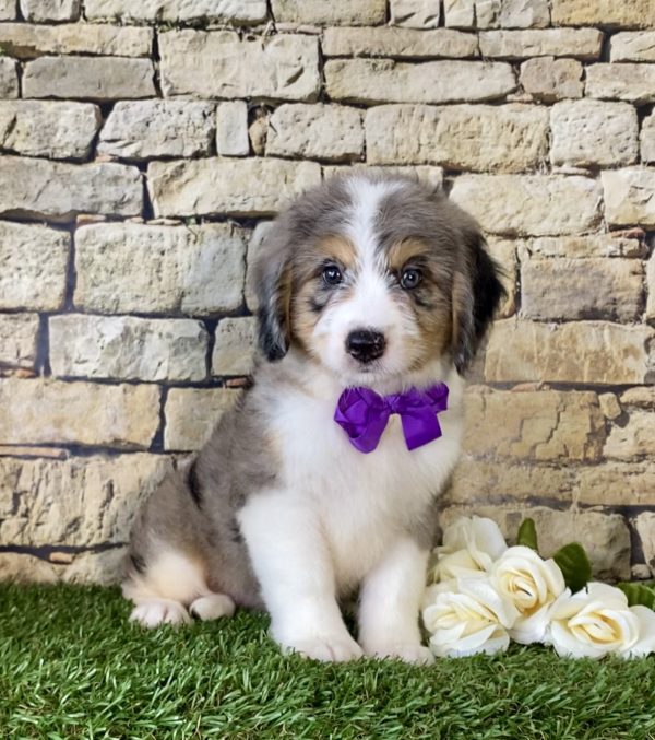 Ms. Pearl the Mini-Bernedoodle - Image 3