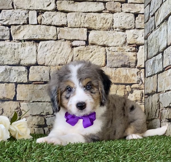 Ms. Pearl the Mini-Bernedoodle - Image 2