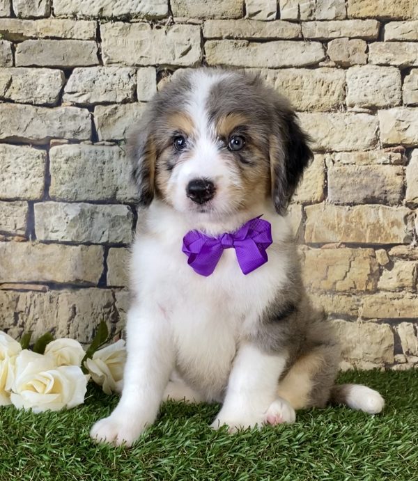 Ms. Pearl the Mini-Bernedoodle puppy