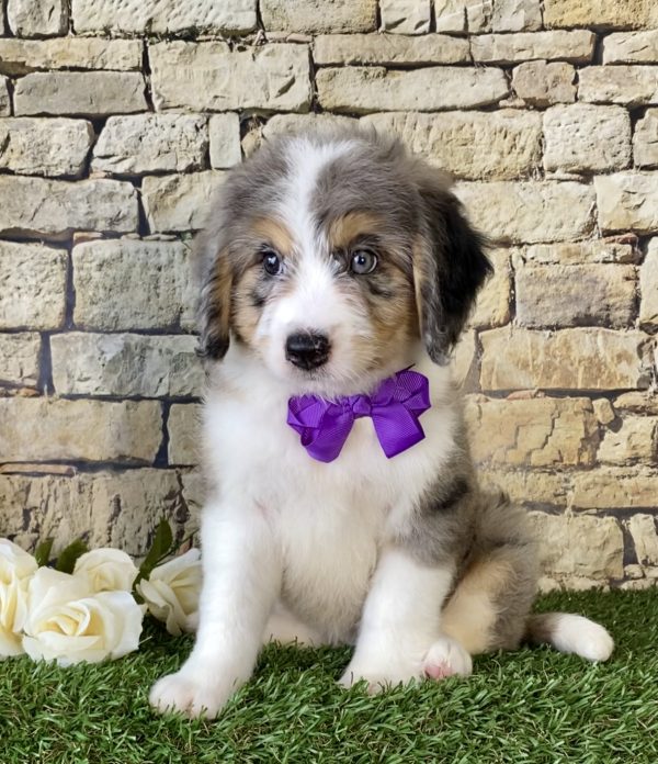 Ms. Pearl the Mini-Bernedoodle - Image 5