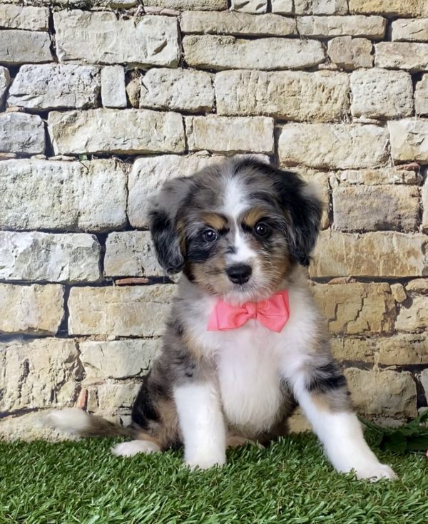 Ms. Pixel the Mini-Bernedoodle - Image 2
