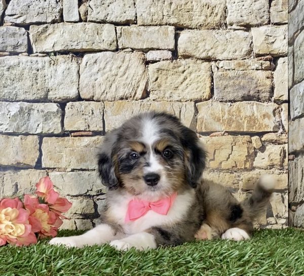 Ms. Pixel the Mini-Bernedoodle - Image 3