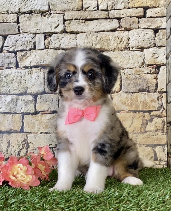 Ms. Pixel the Mini-Bernedoodle - Image 4
