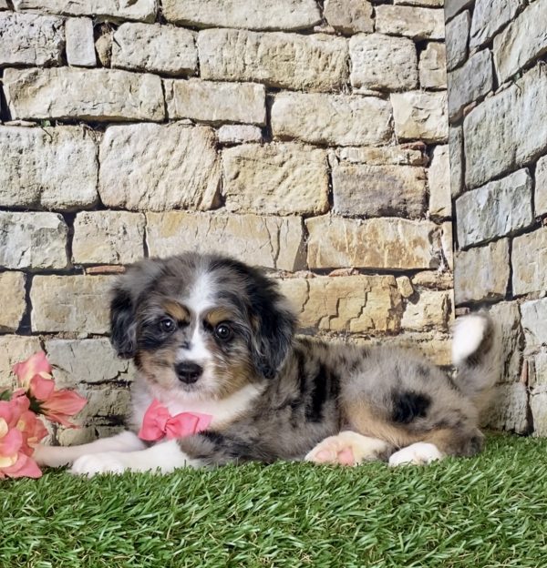 Ms. Pixel the Mini-Bernedoodle - Image 5