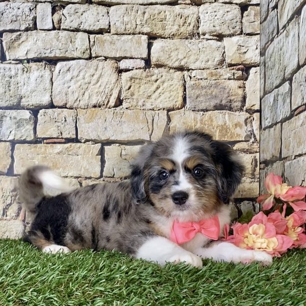 Ms. Pixel the Mini-Bernedoodle - Image 6