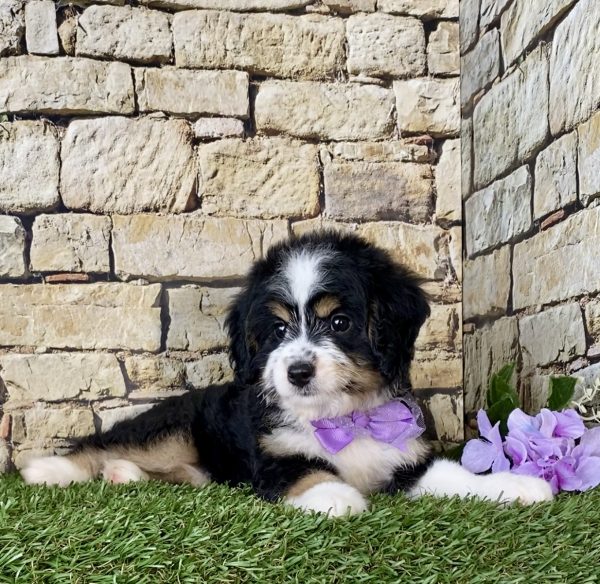 Ms. Phoenix the Mini-Bernedoodleo - Image 6