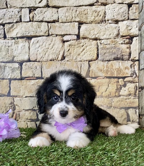 Ms. Phoenix the Mini-Bernedoodleo - Image 5