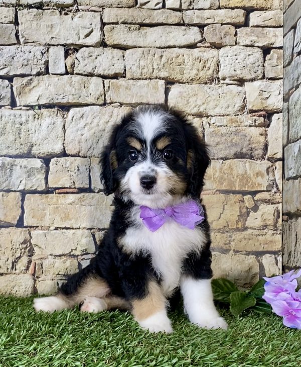 Ms. Phoenix the Mini-Bernedoodleo - Image 3