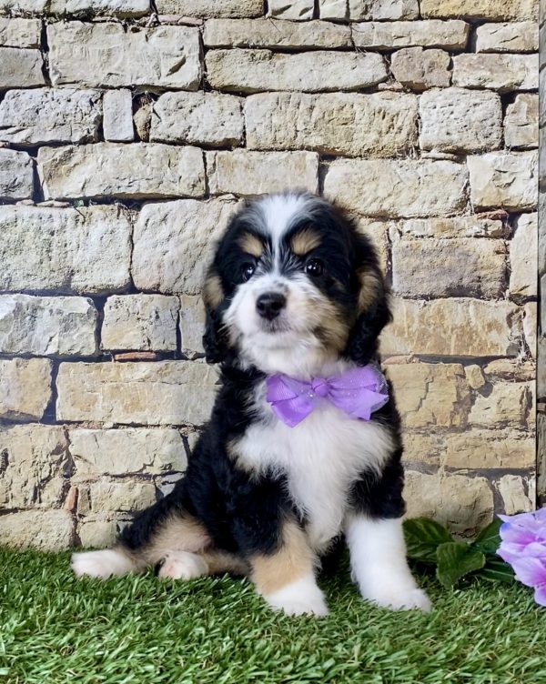 Ms. Phoenix the Mini-Bernedoodleo - Image 2