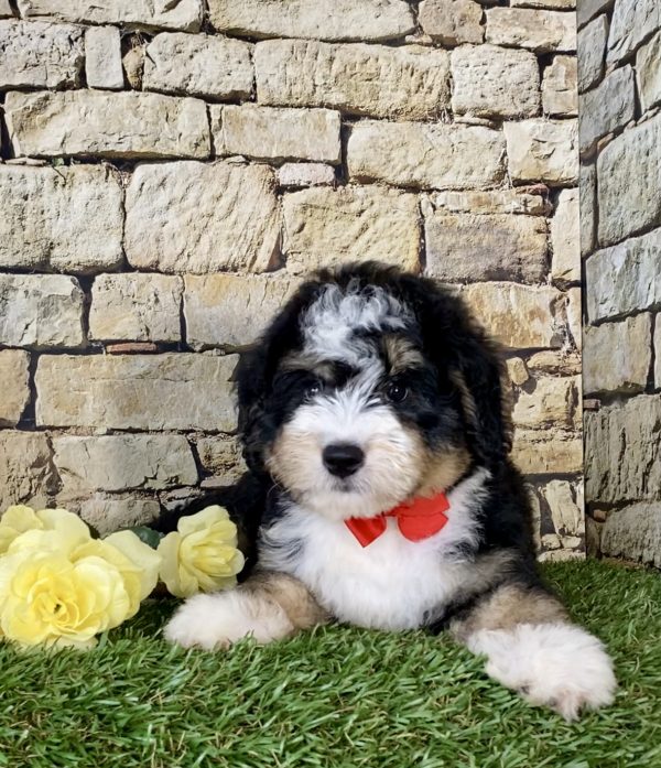 Mr. Pluto the Mini-Bernedoodle - Image 2