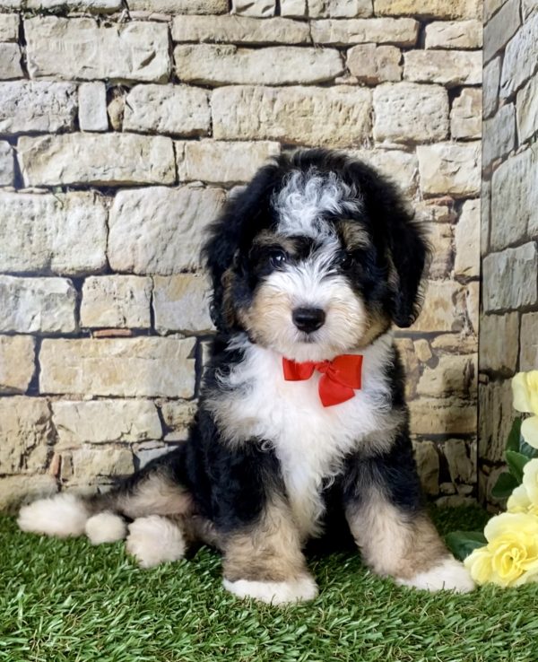 Mr. Pluto the Mini-Bernedoodle - Image 3