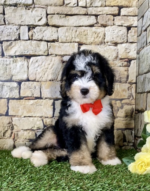 Mr. Pluto the Mini-Bernedoodle - Image 4