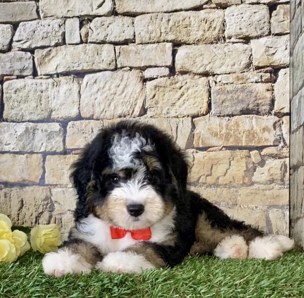 Mr. Pluto the Mini-Bernedoodle - Image 5