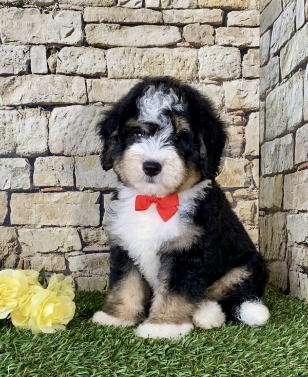 Mr. Pluto the Mini-Bernedoodle puppy