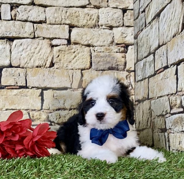 Mr. Nike the Mini-Bernedoodle - Image 2