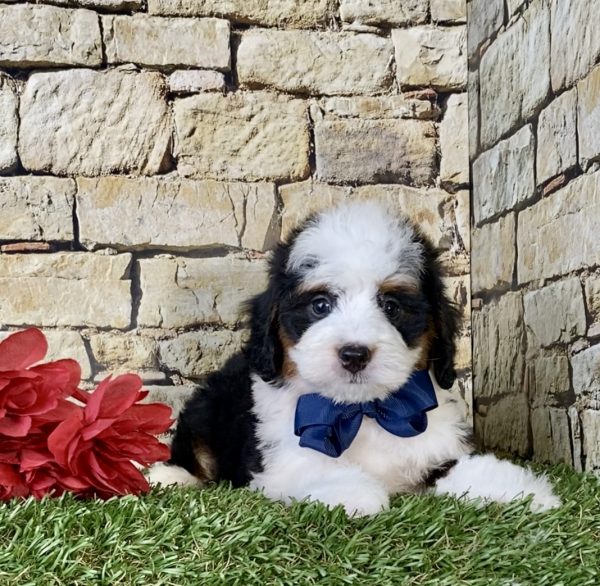 Mr. Nike the Mini-Bernedoodle puppy