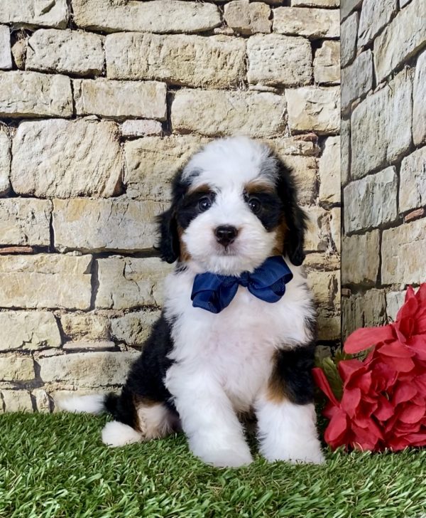 Mr. Nike the Mini-Bernedoodle - Image 3