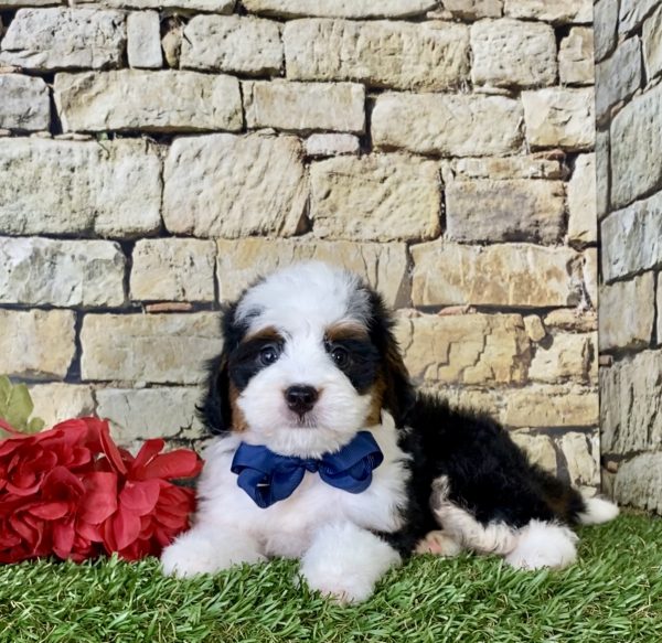 Mr. Nike the Mini-Bernedoodle - Image 4
