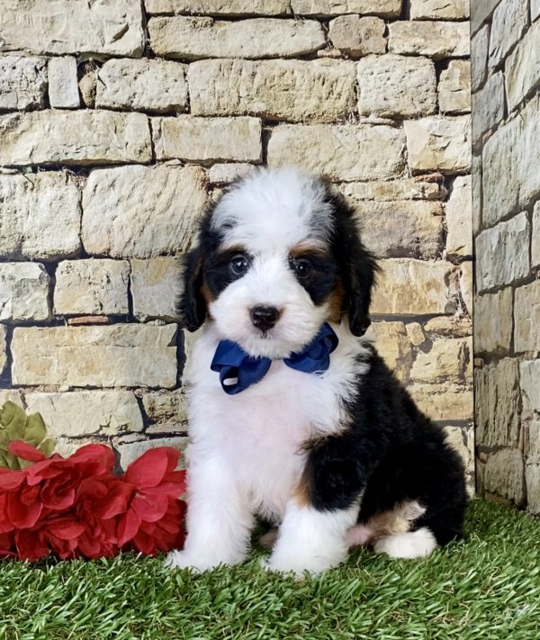 Mr. Nike the Mini-Bernedoodle - Image 5