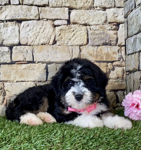 Ms. Pesto the Mini-Bernedoodle - Image 7
