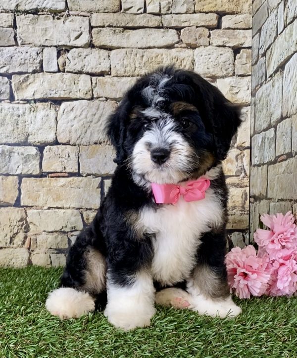 Ms. Pesto the Mini-Bernedoodle - Image 5