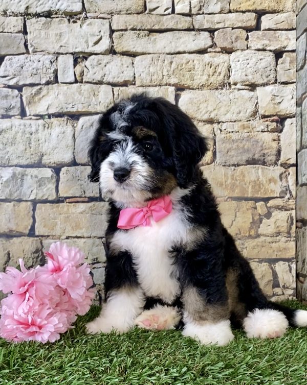 Ms. Pesto the Mini-Bernedoodle - Image 4