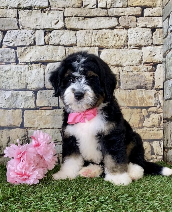 Ms. Pesto the Mini-Bernedoodle - Image 3