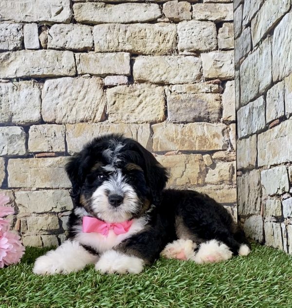 Ms. Pesto the Mini-Bernedoodle - Image 2