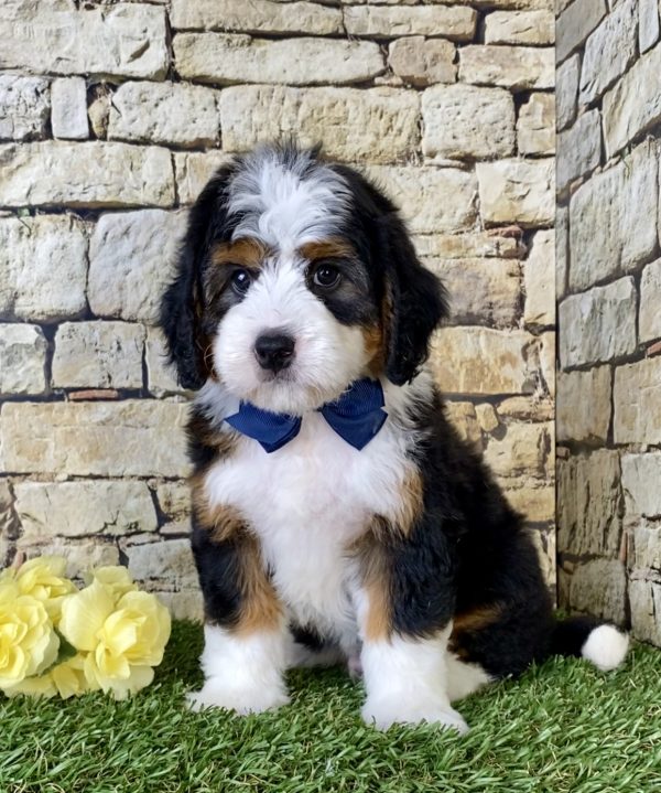 Mr. Oscar the Mini-Bernedoodle puppy