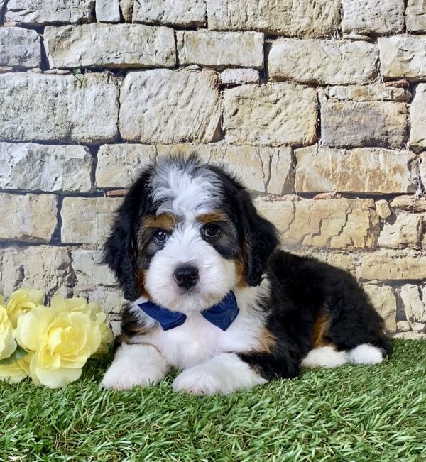 Mr. Oscar the Mini-Bernedoodle - Image 3