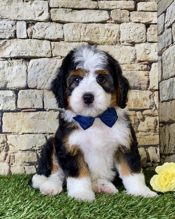 Mr. Oscar the Mini-Bernedoodle - Image 4