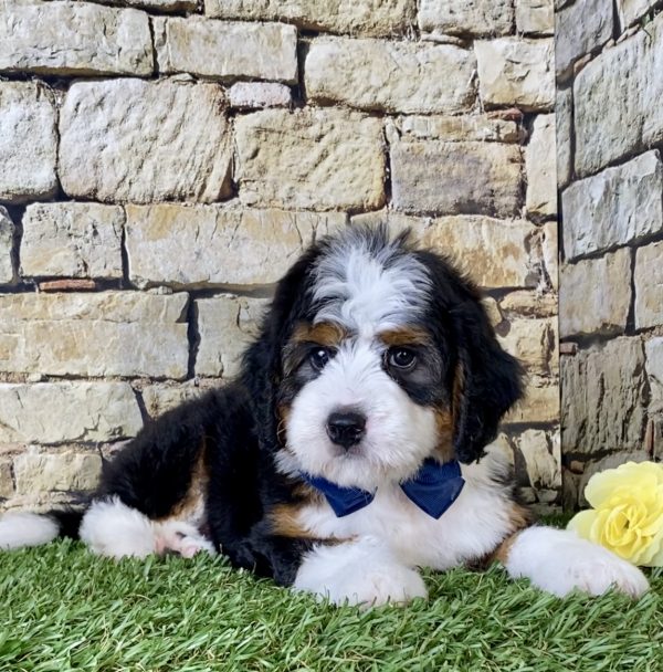 Mr. Oscar the Mini-Bernedoodle - Image 5