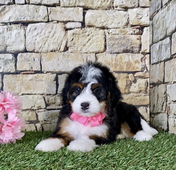 Ms. Oma the Mini-Bernedoodle - Image 2
