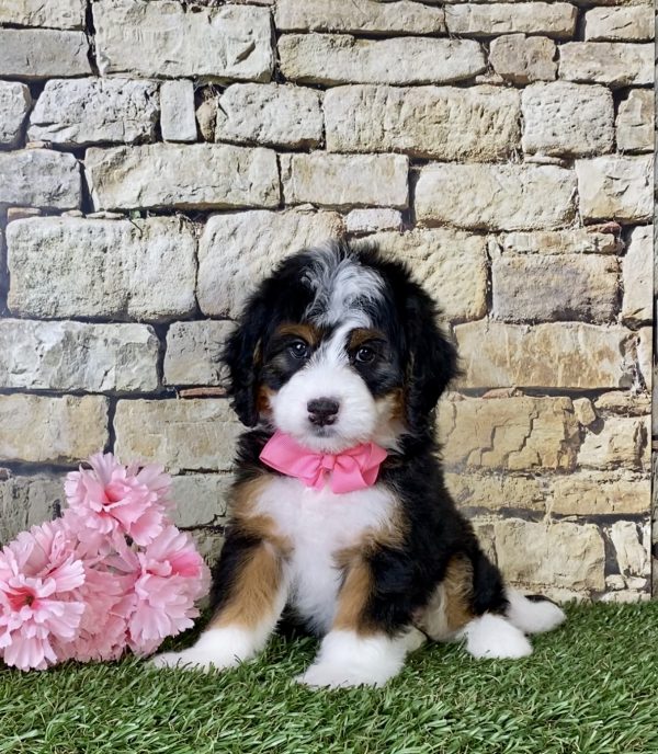 Ms. Oma the Mini-Bernedoodle - Image 3