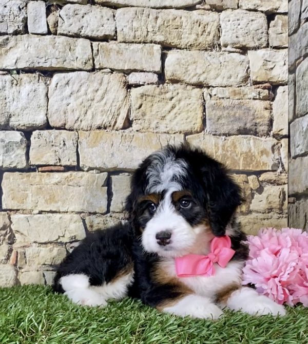 Ms. Oma the Mini-Bernedoodle - Image 4