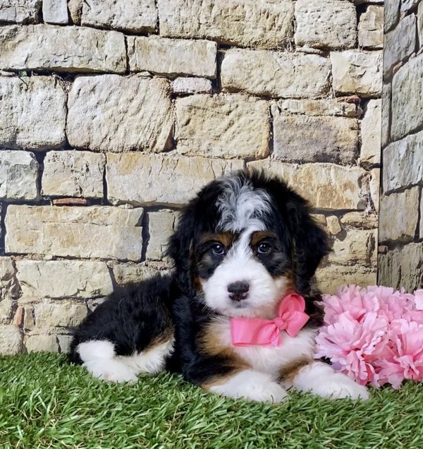 Ms. Oma the Mini-Bernedoodle - Image 5