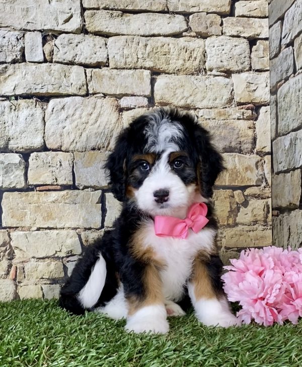 Ms. Oma the Mini-Bernedoodle - Image 6