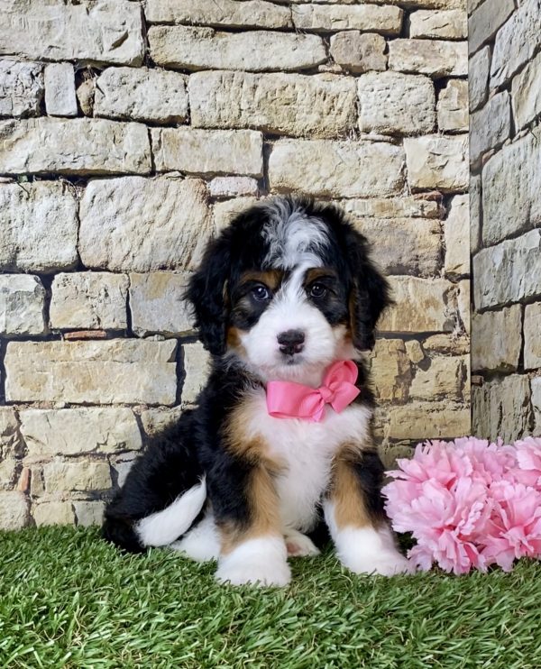 Ms. Oma the Mini-Bernedoodle puppy